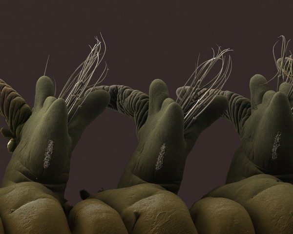 Ragworms are segmented worms with long, flattened bodies, consisting of many segments. Each segment has a pair of parapods, or swimming legs. These parapods are covered with bristles called chaete and are used for crawling and swimming, these structures are clearly shown in this image. Ragworms are found predominantly in muddy shorelines and often used as fishing bait. They can live up to 3 years. Some species are considered an active predator, sifting through the mud and sand for small ocean creatures, others exist as scavengers.