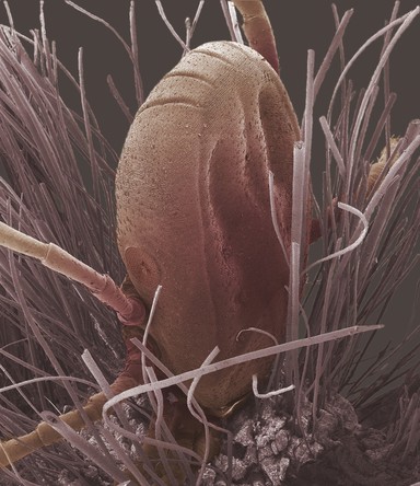 Tick on a hedgehog