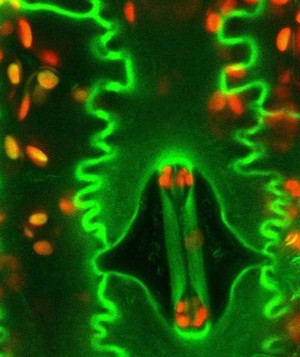 view Stoma and chloroplasts of maize leaf