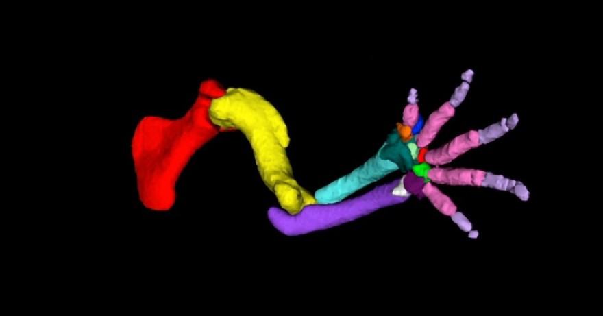 Movie: bone structure of mouse forelimb
