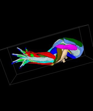 view Muscles and tendons of mouse forelimb