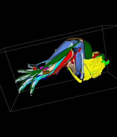 Muscles and tendons of a mouse hindlimb