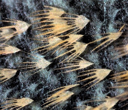Moth wing scales