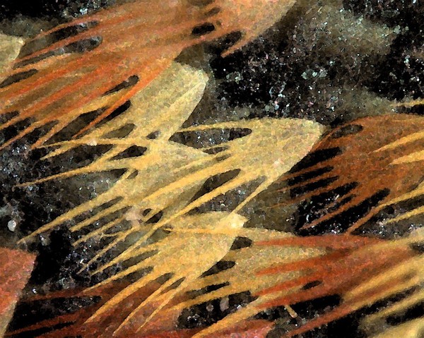 Moth wing scales
