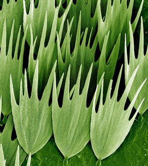 view Moth wing scales