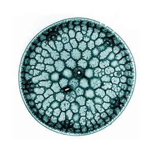 view Colour diatom