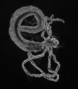 view Drosophila gut