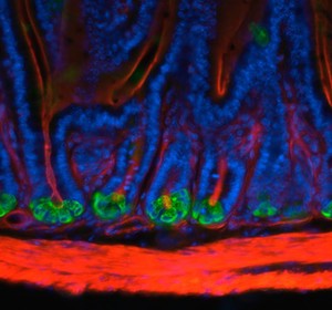 view Mouse small intestine