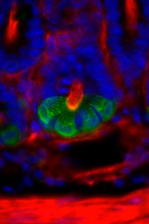 view Paneth cells