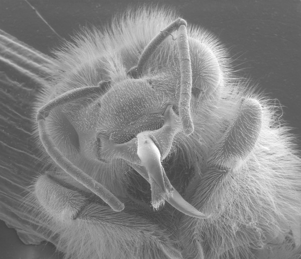 Head of a honeybee