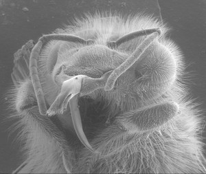 view Head of a honeybee