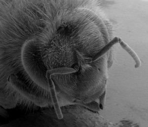 view Head of a honeybee