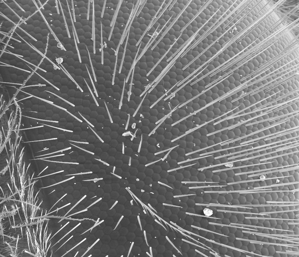 Honeybee eye