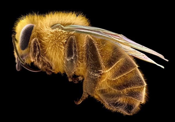 Honey Bee