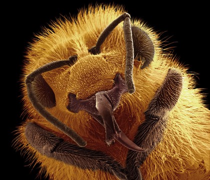 Head of a honey bee