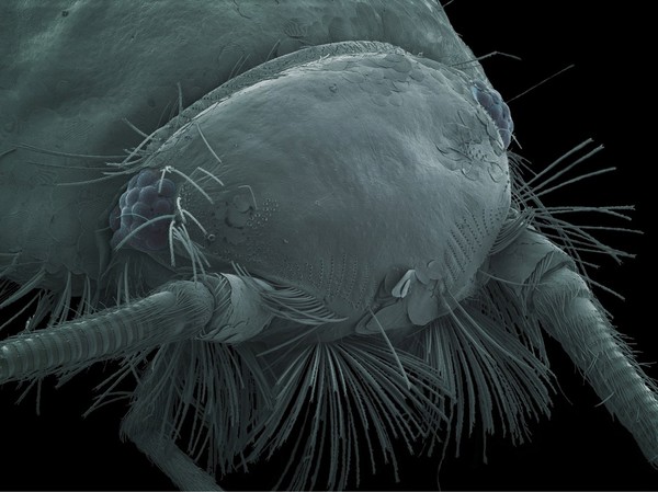 Silverfish