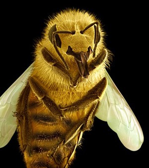 view Honey bee