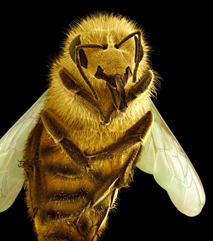 Honey bee