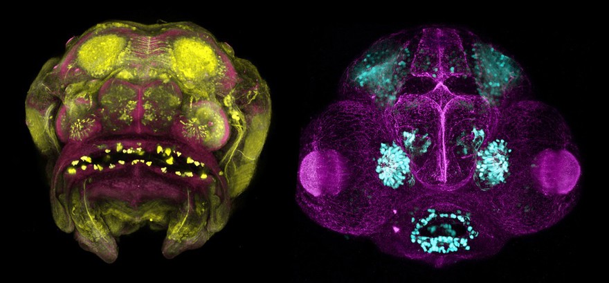 Frontal view of cavefish and zebrafish embryos