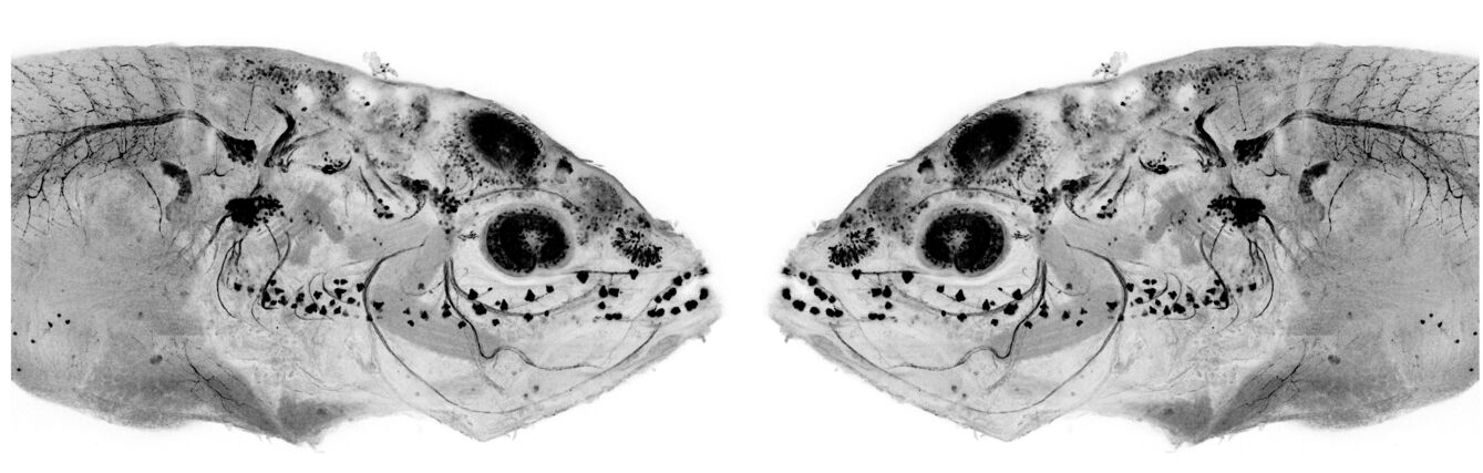 Mirror symmetric image of cavefish embryo