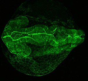 view Dorsal view of an early zebrafish embryo