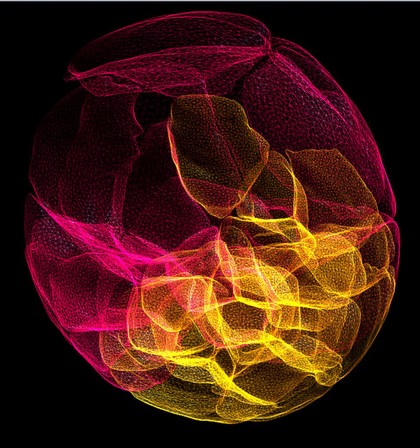Clonal differentiation in the mouse embryo