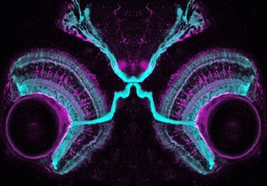 view Connections in the visual system