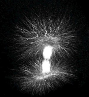 view Movie: mitotic spindle