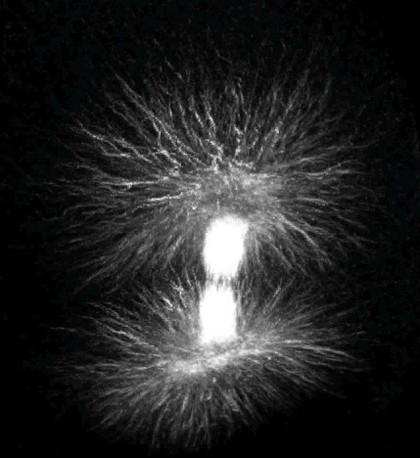 Movie: mitotic spindle