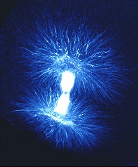 Mitotic spindle