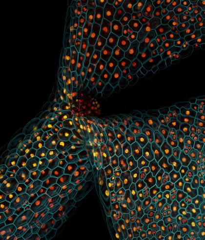 Cell division and gene expression in plant cells