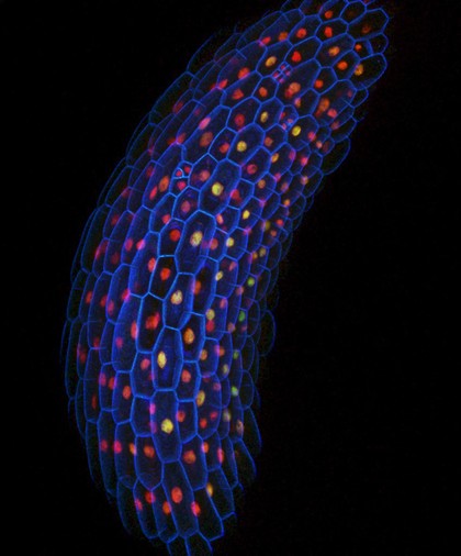 Gene expression in plants