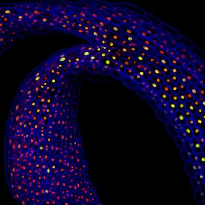 Gene expression in plants