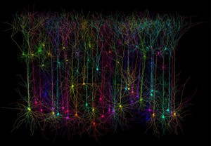 view Computer simulated pyramidal neurons