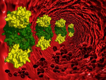 March of the VEGF-B(10-108)-VEGFR-1D2 molecules