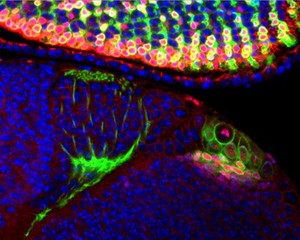 view Visual system in Drosophila larval brain