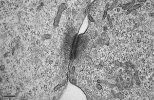 view cellular communication: cell junction