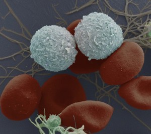 view blood cells