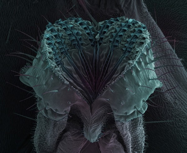Drosophila proboscis