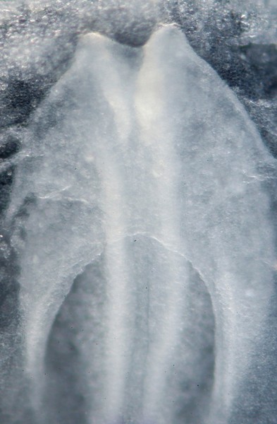 Early heart tube