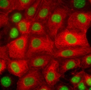 view Epithelial like cells derived from mouse embryonic stem cells