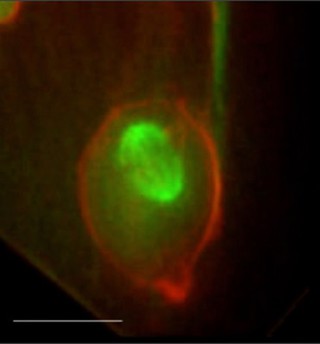 Movie: cell division in chick neural tube