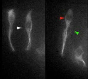 view Movie: stem cell division and neuronal birth