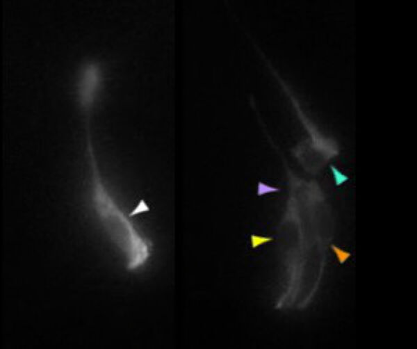Cell proliferation in chick neural tube
