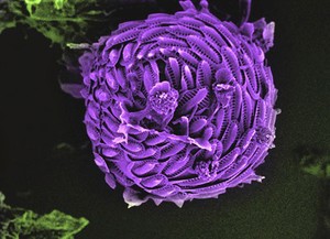 view Coccolithophore