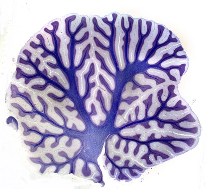 Cat cerebellum transverse section