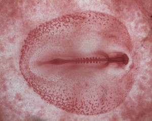 view Chick embryo