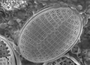 view Marine diatom