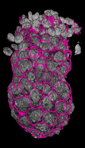 Development of the early embryo