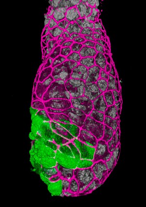 view Development of the early embryo